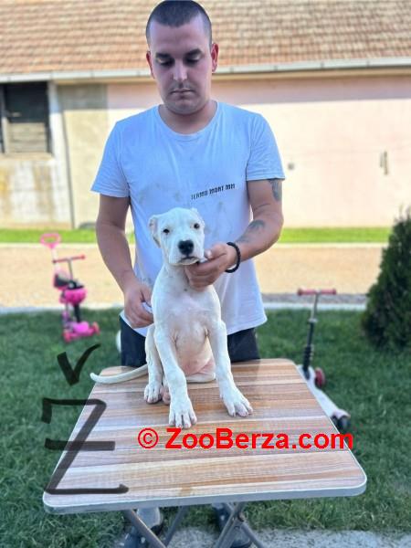 Dogo Argentino štenci