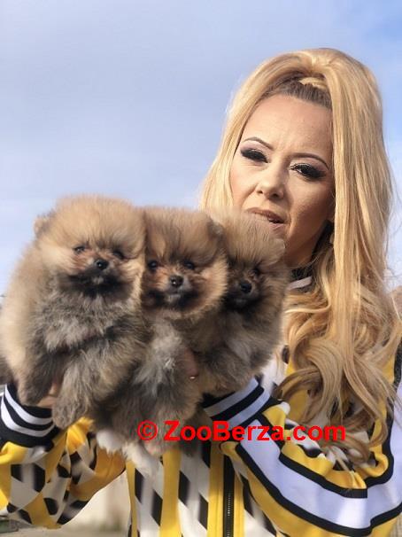 Pomeranac / Pomeranian / Boo štenci