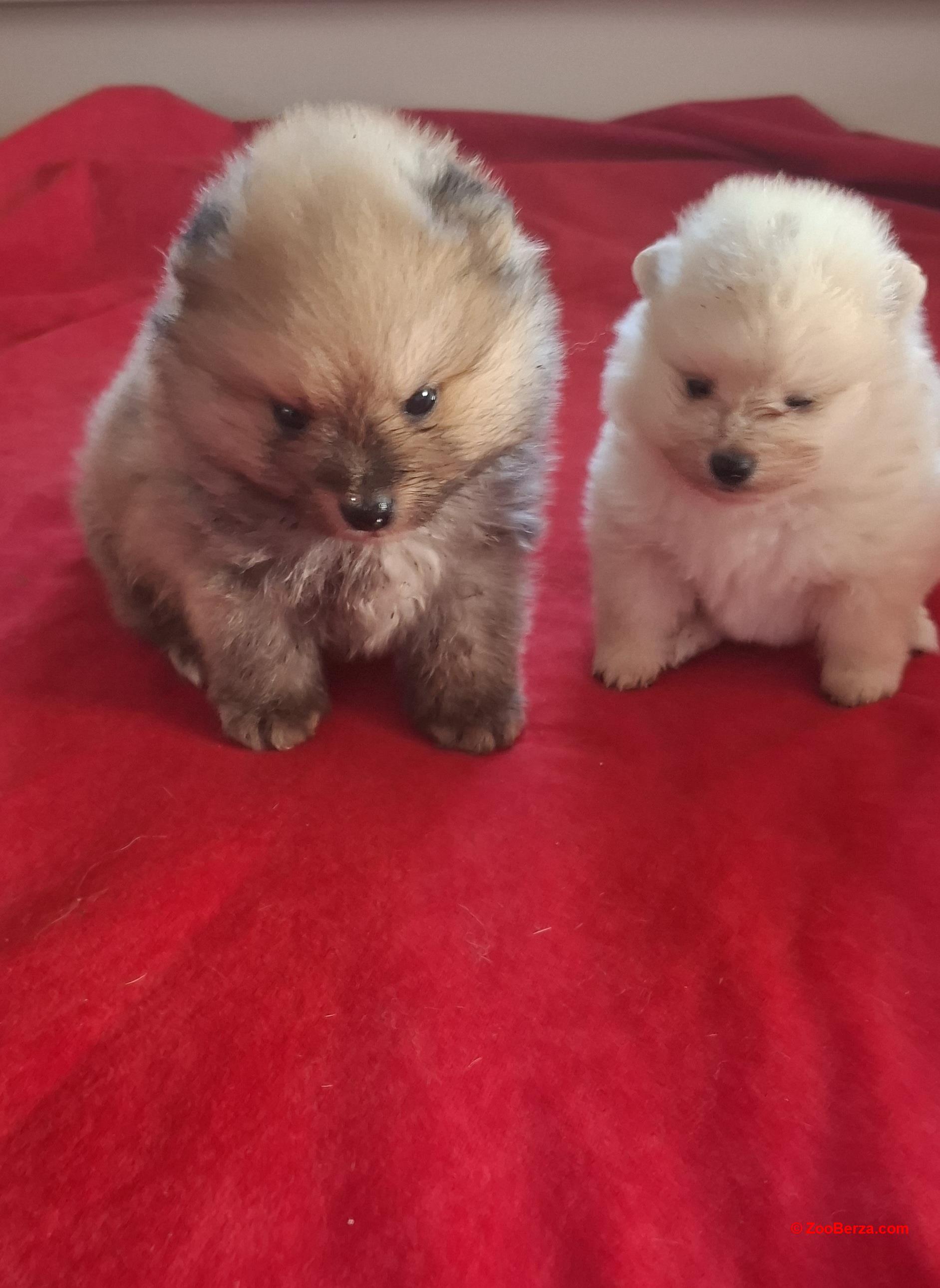 Pomeranski spic