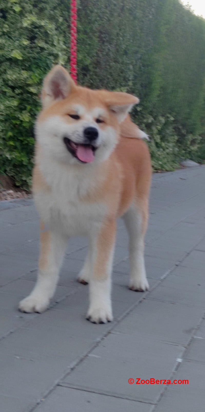 Akita Inu prelepi štenci