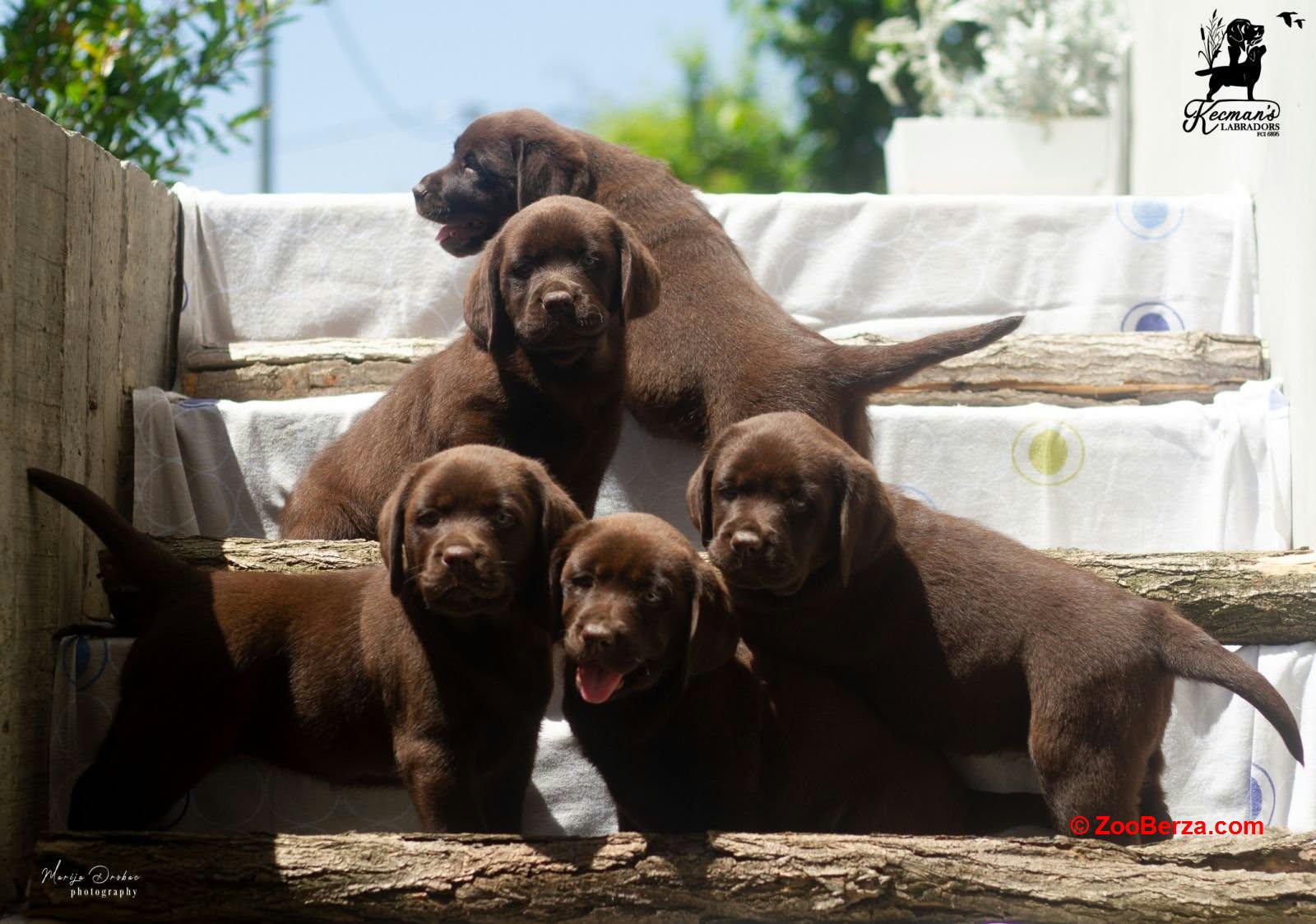 Čokoladni Labrador Retriver štenci 