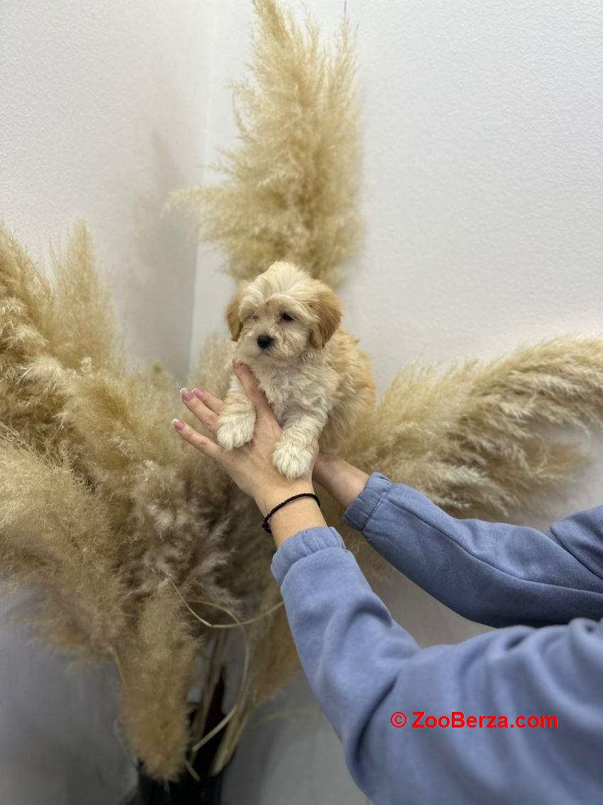 Maltipoo vrhunske genetike