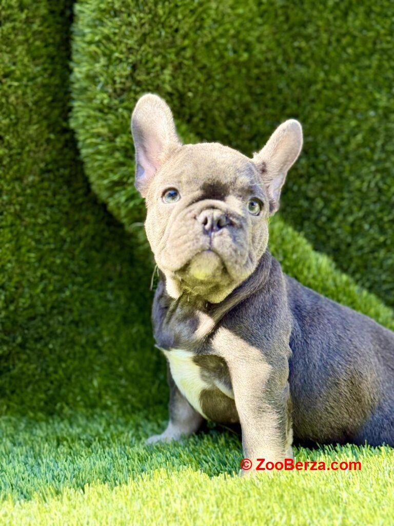 Francuski Buldog prelepi štenci