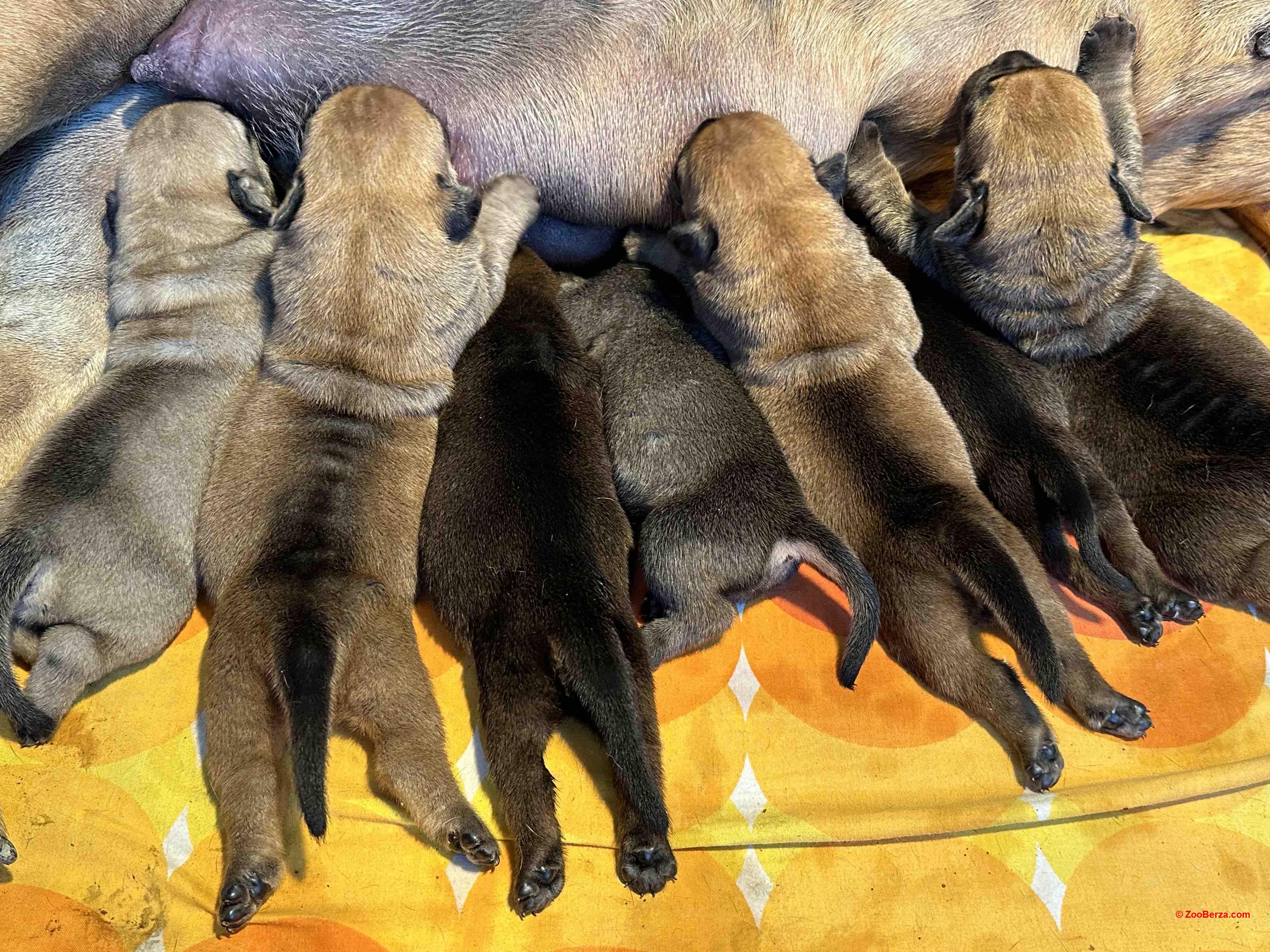 Južnoafrički mastif - Boerboel štenci