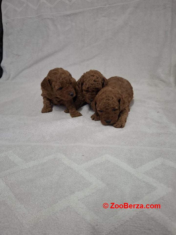 Prodajem patuljaste crvene pudle 