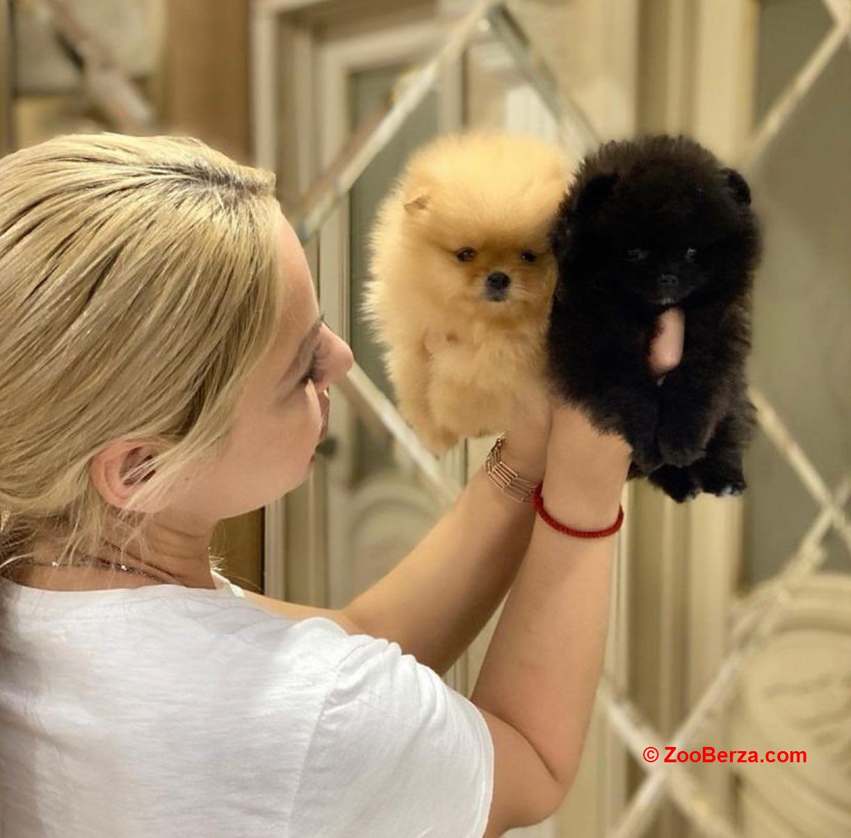 Nudimo novo leglo pomeranskih štenaca.