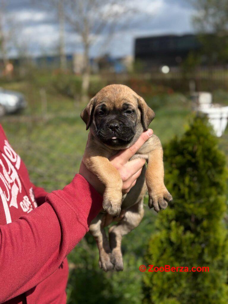 Cane Corso Kane Korso TOP KVALITET