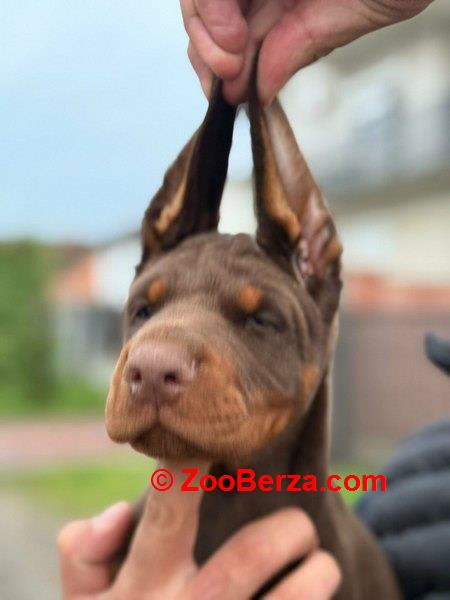 Doberman štenci, crni i braon