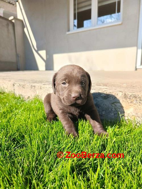 Štenci čokoladnog labradora