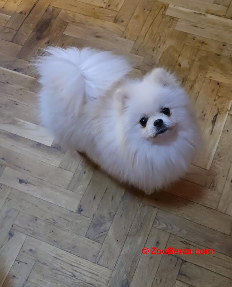 Pomeranac, prelepi Boo štenci 