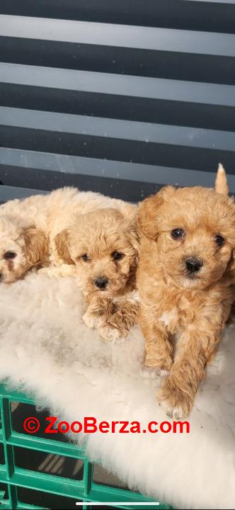 Maltipoo- bipoo
