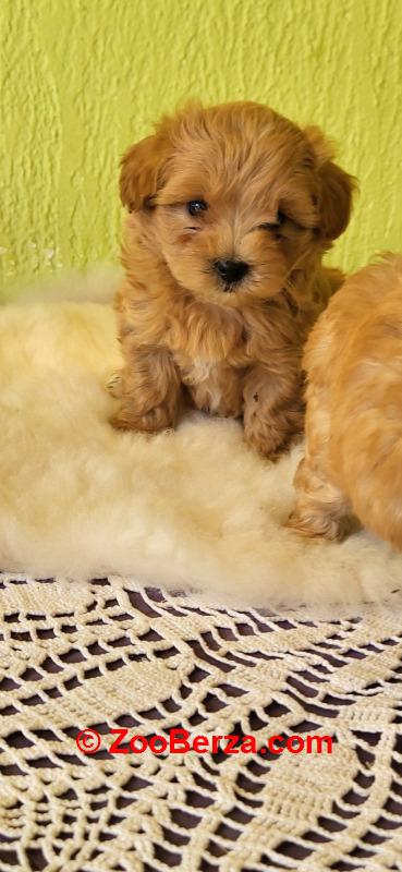 Mini Maltipoo štenci