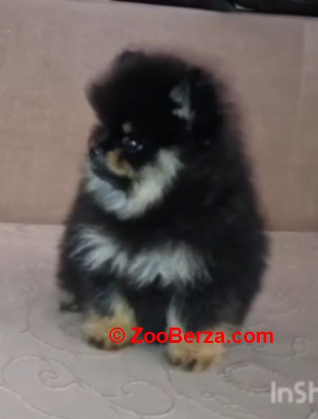 Pomeranac muzjak