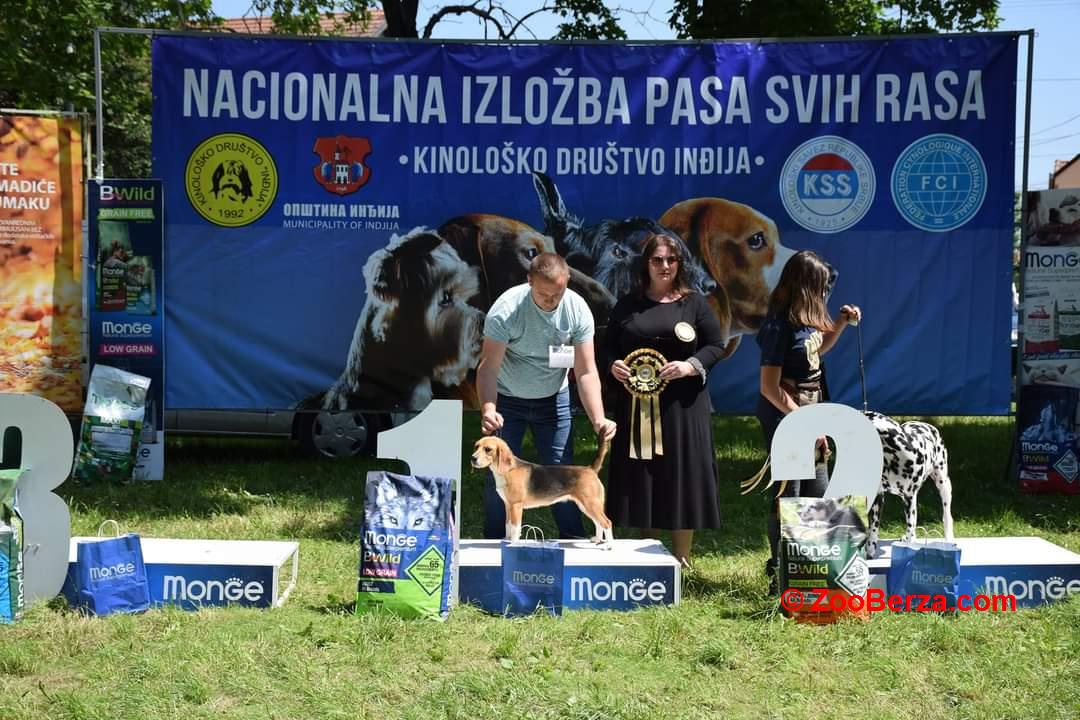 Štenci Bigla - Dva mužjaka i dve ženkice 🐶