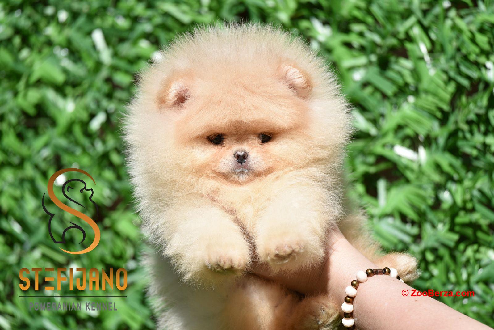 Pomeranac BOO medvedići, Pomeranski Špic štenci