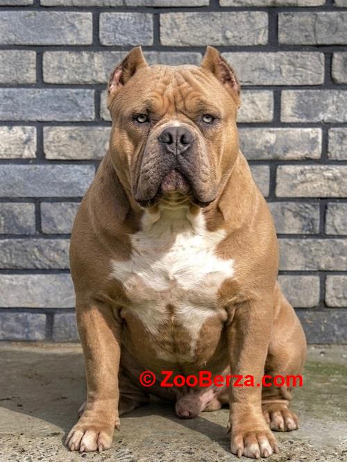 American bully XL / XXL