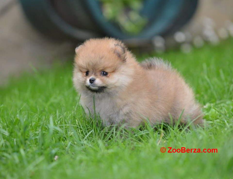 Pomeranski spic prelepog krzna 
