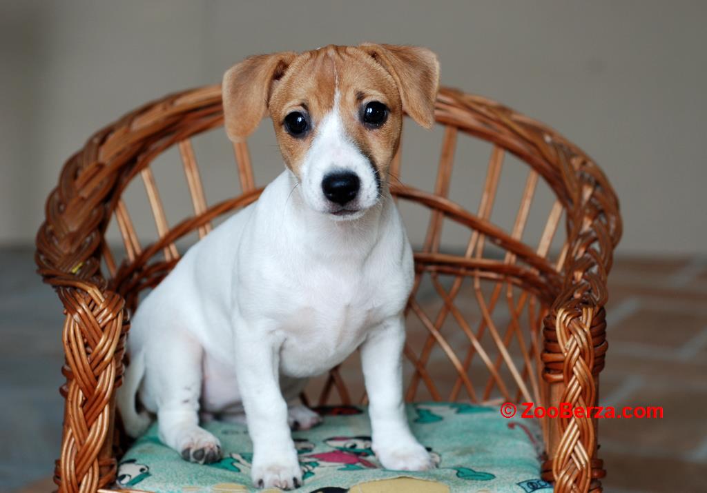 Stenci Jack Russell