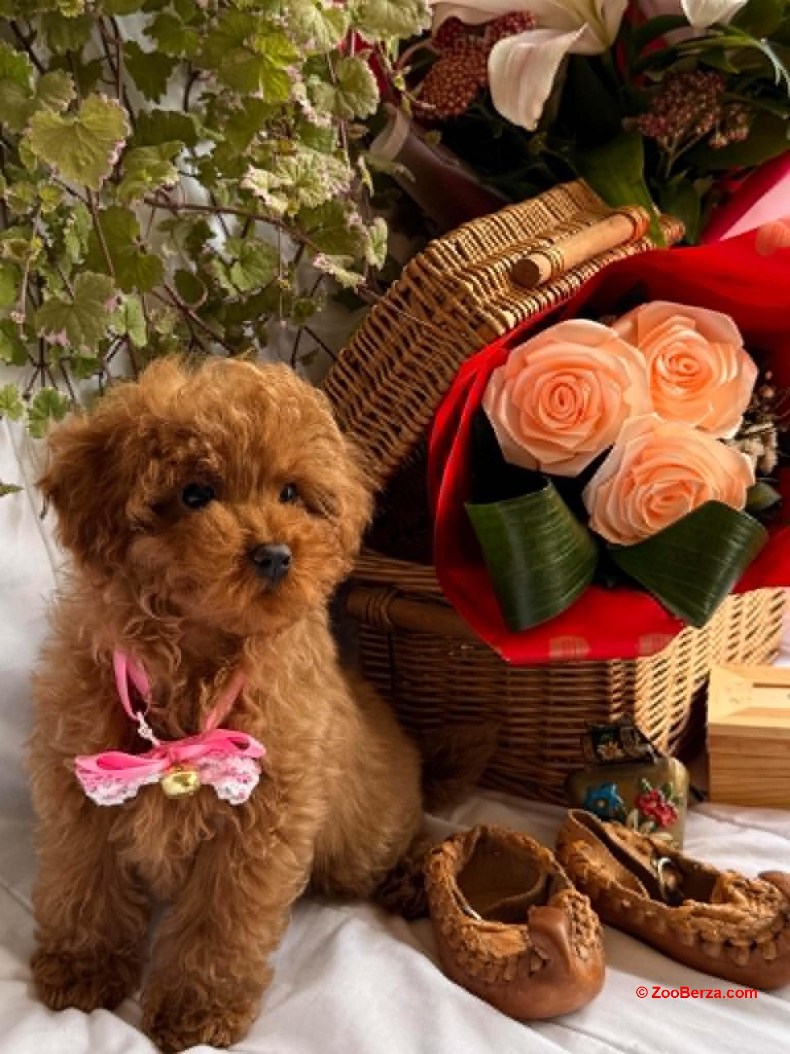 Prelepe toy i patuljaste  pudle