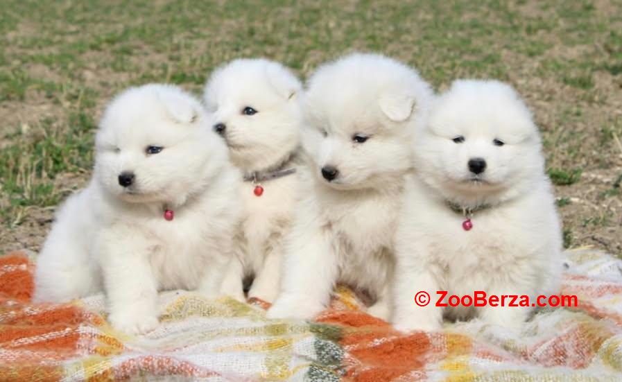 Samojed prelepi štenci