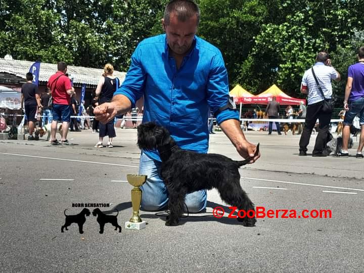 Patuljasti šnaucer štenci