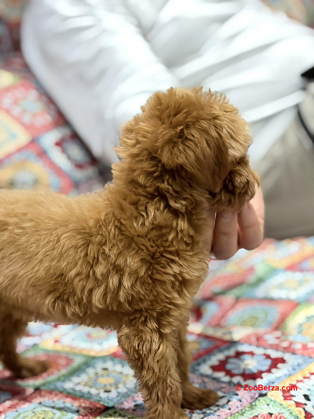 Toy Pudle na prodaju