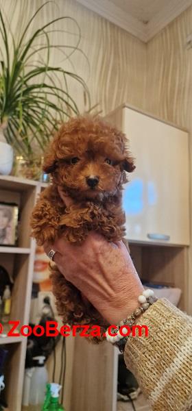 Prelepe patuljaste i toy pudle