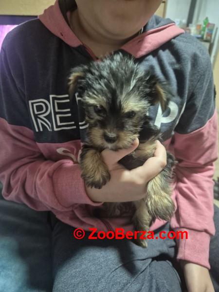 Jorki ,Jorksirski terijer stenci