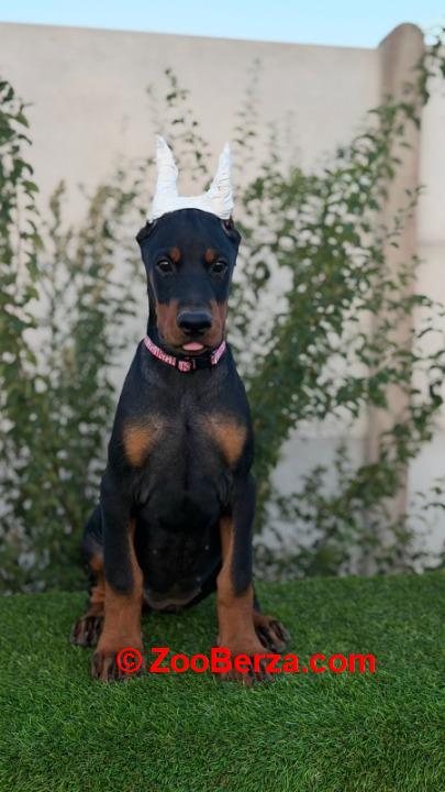 Doberman ženka