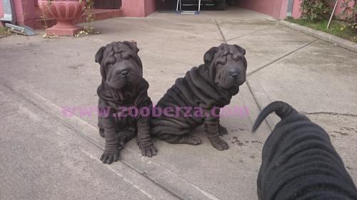 Shar-Pei stenad