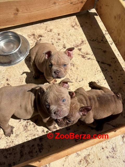 American bully exzotik-mikro štenci