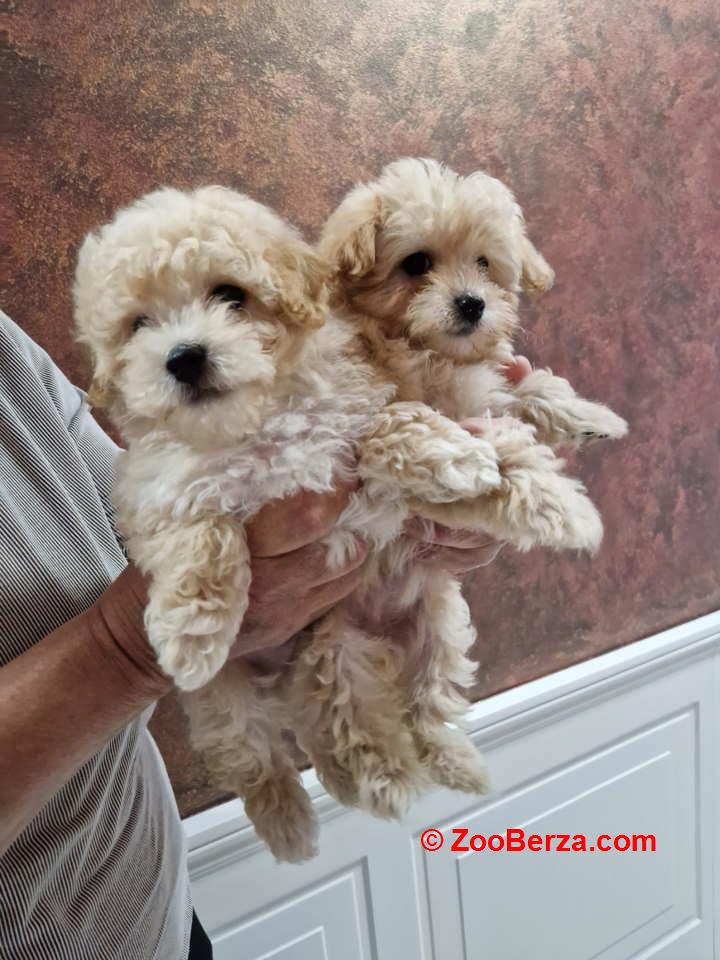 Preslatki maleni MALTIPOO stenci 