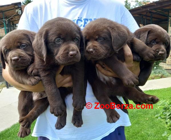 Labrador Retriver štenci, čokoladni 