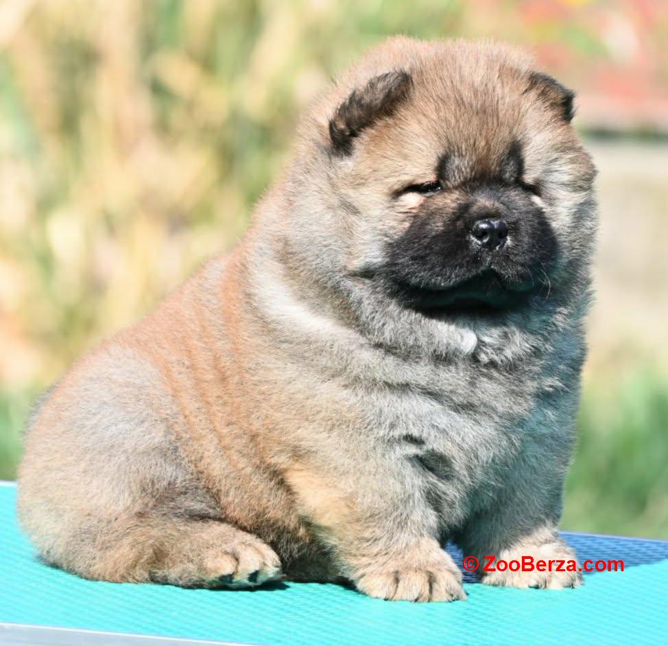 Chow Chow Cau Cau Čau Čau