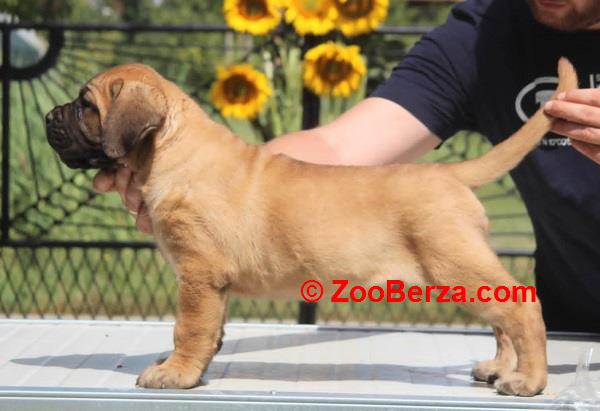 Cane Corso štenci 