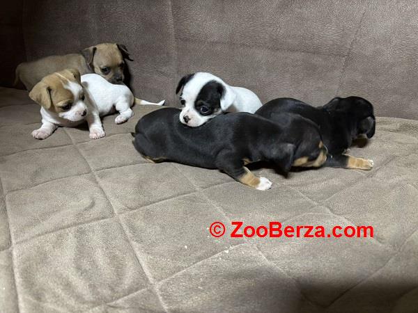 Čivava štenci 