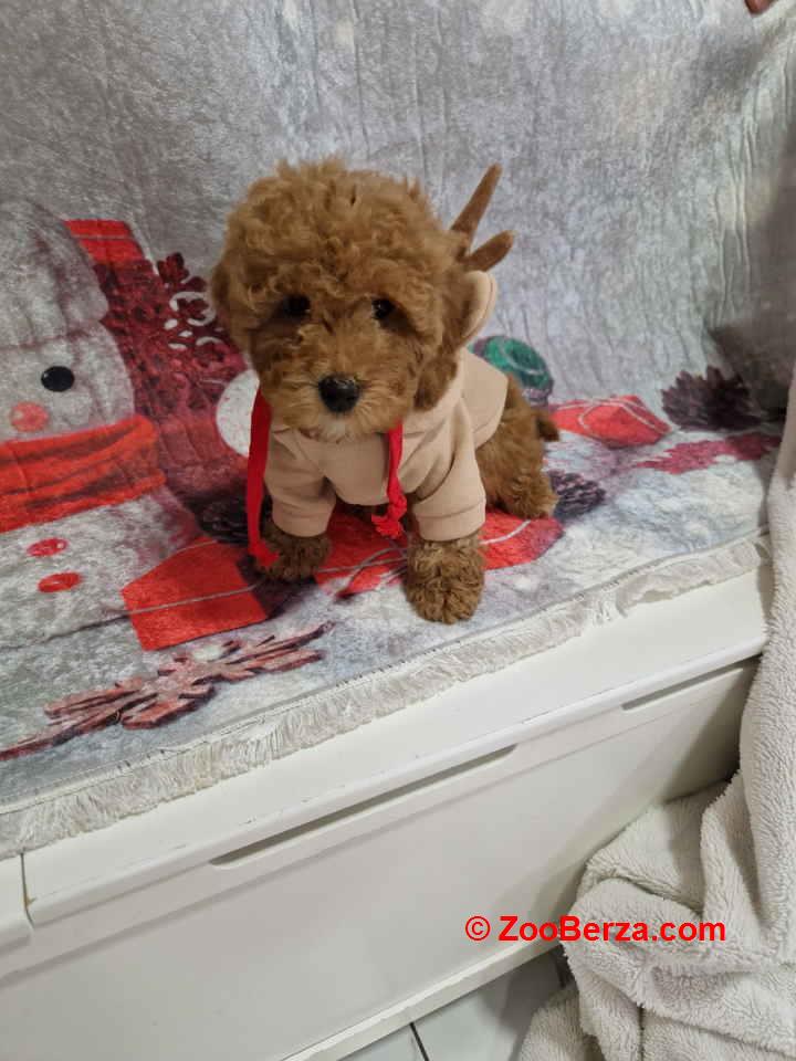 Crvene toy pudle spremne za preuzimanje 