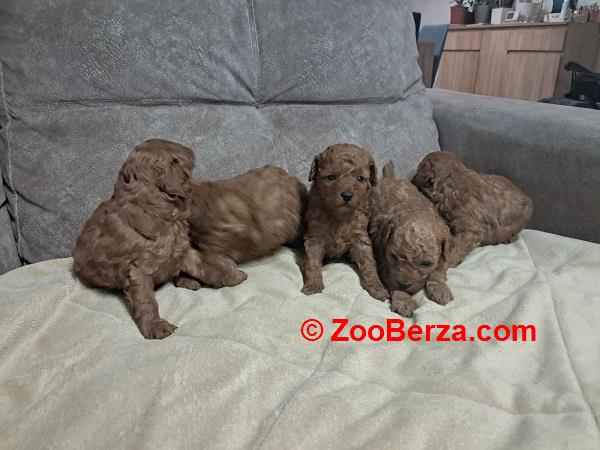 Crvena toj pudla ( Toy Poodle ) 