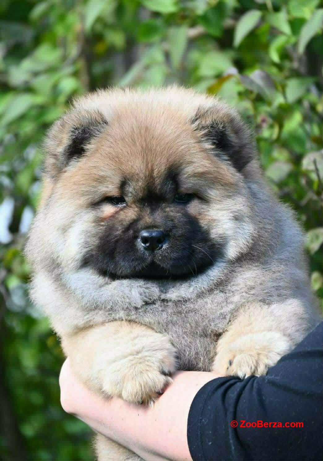 Chow Chow Cau Cau Čau Čau