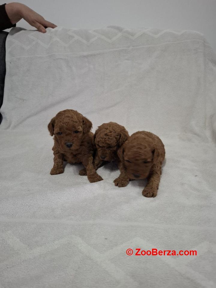 Prodajem patuljaste crvene pudle 