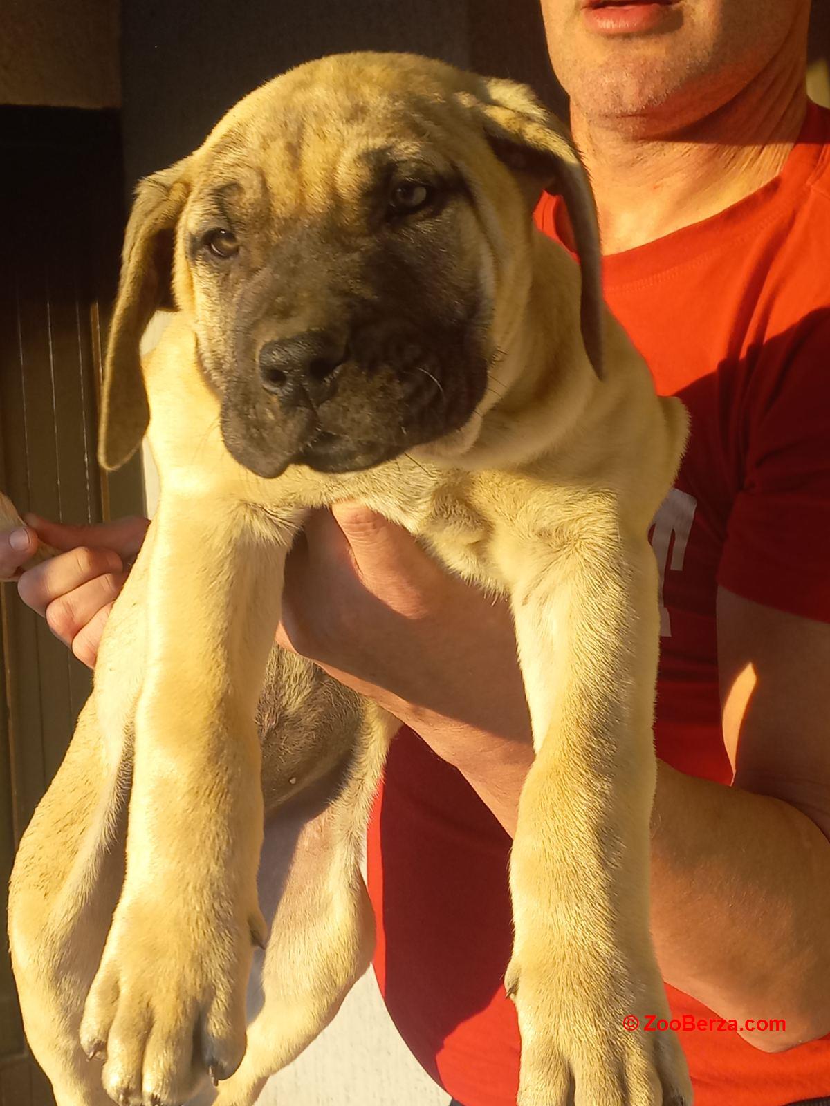 Presa Canario štenci