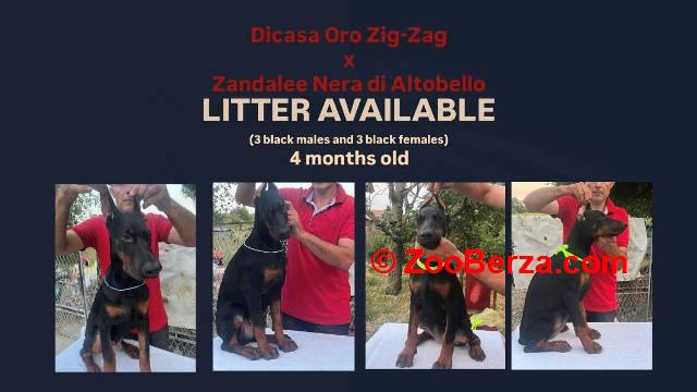 Doberman štenci