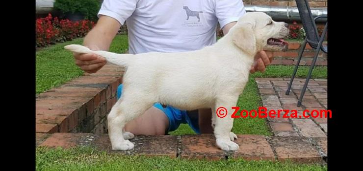 LABRADOR stenci