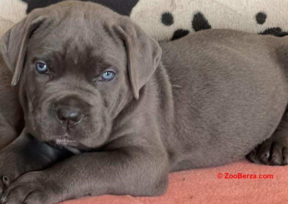 Rotvajler i Cane Corso štenci