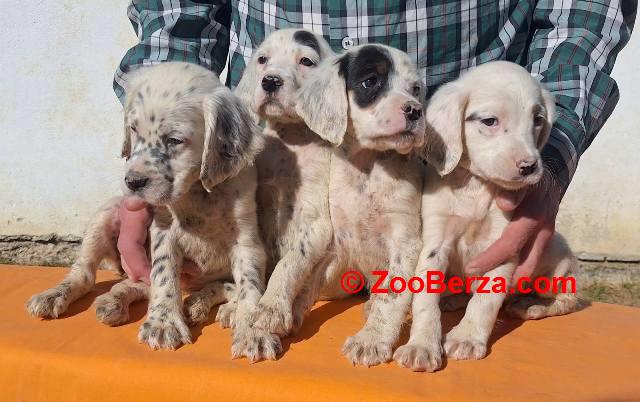 Engleski Seter štenci