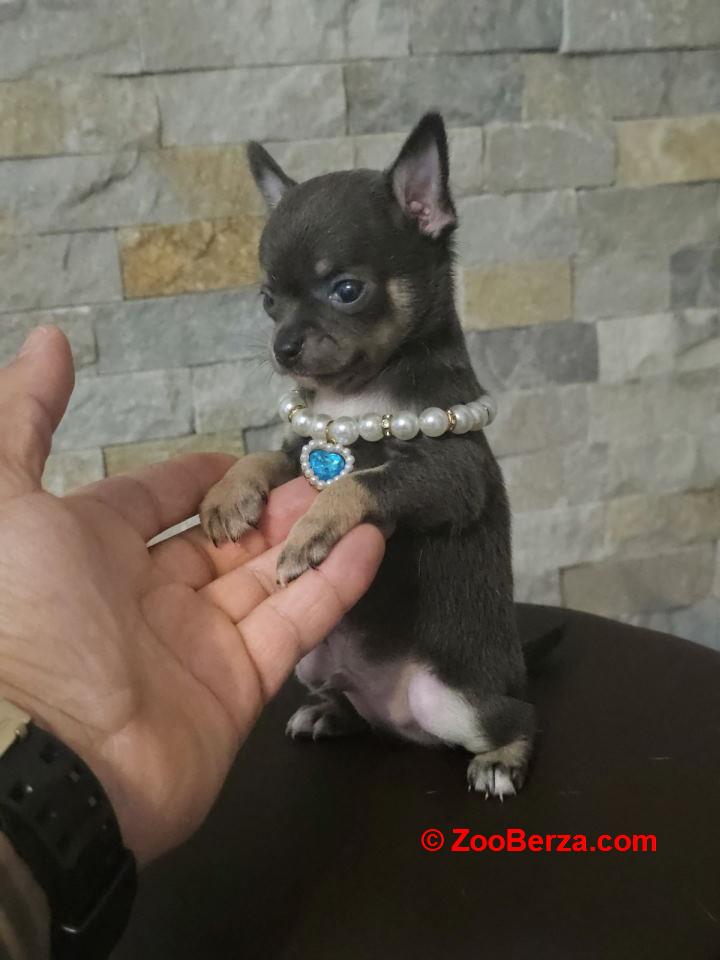 Egzotične mikro čivave  ,  