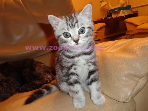 British silver tabby