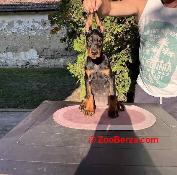 DOBERMAN štenci