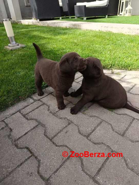 Labrador retriver 