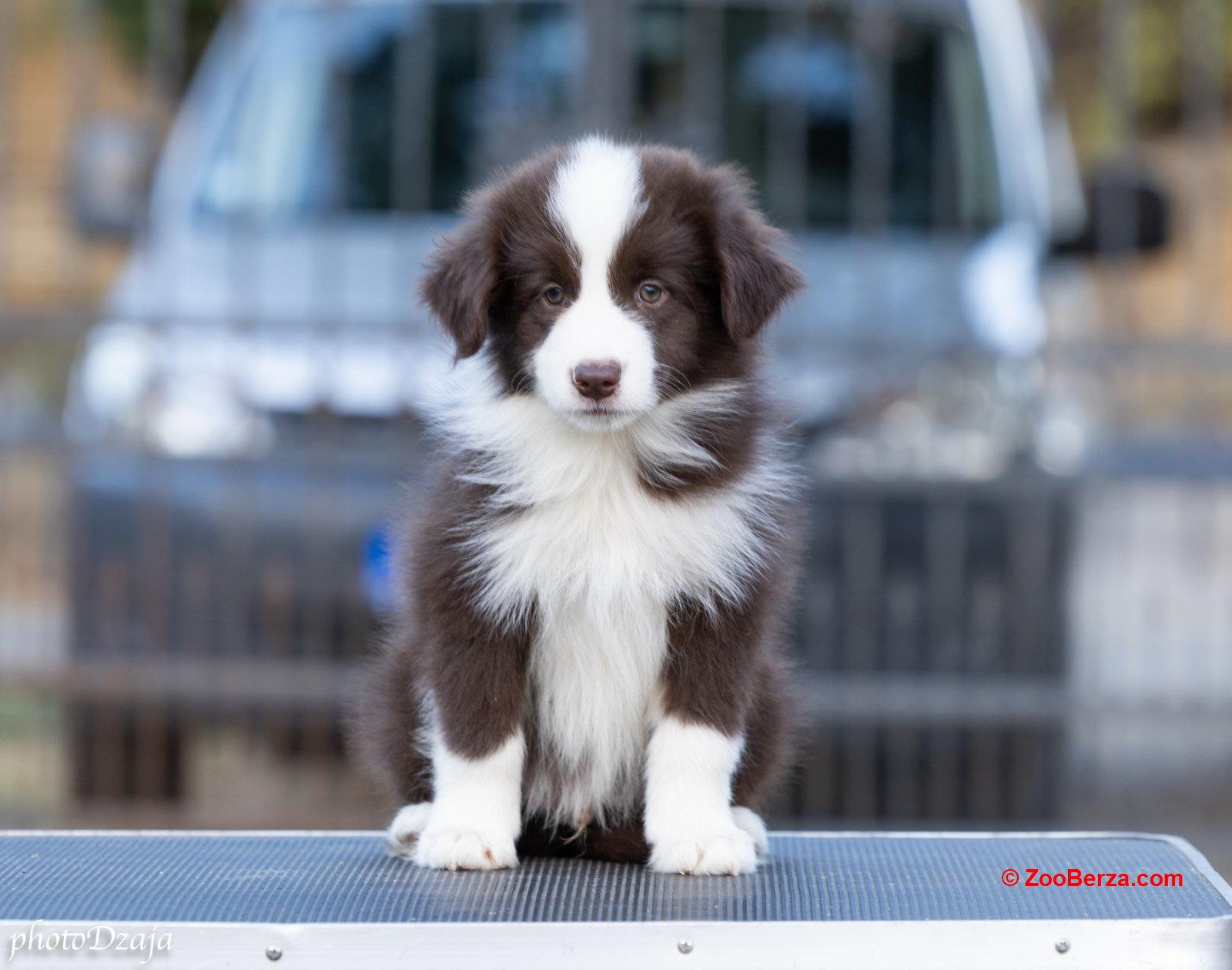 Border Collie štenci